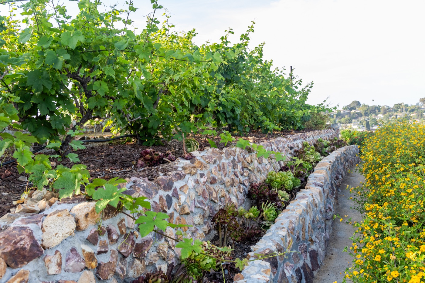 Historic home landscape featured on the La&nbsp;Mesa History Center Home Tour